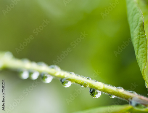Fresh morning dew on a tree branch, natural background