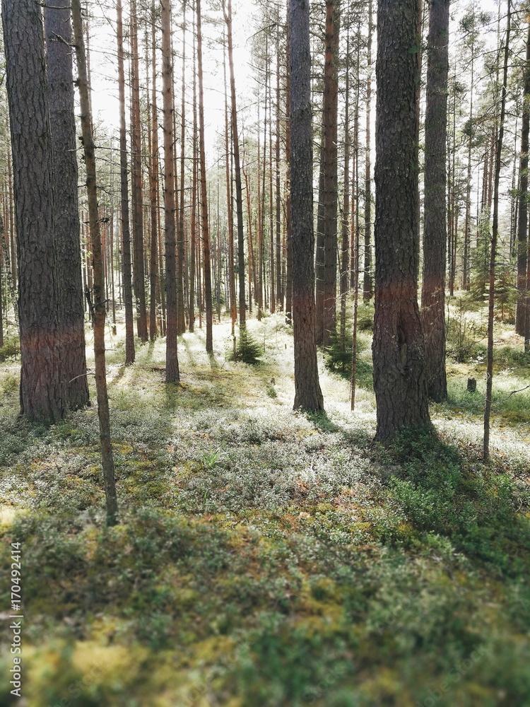 Fototapeta premium Pine forest