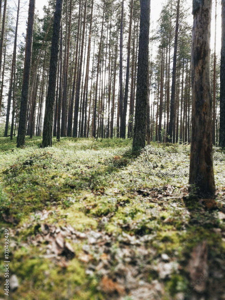 Pine forest