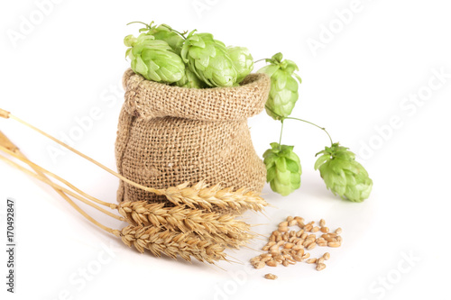 hop cones in bag with ears of wheat isolated on white background close-up