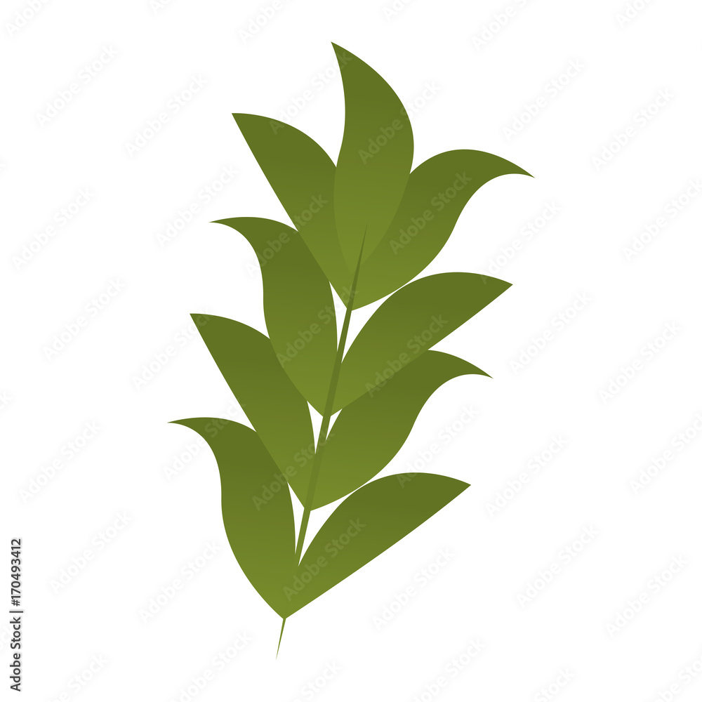 leaf plant decorative icon vector illustration design leaf plant decorative icon vector illustration design