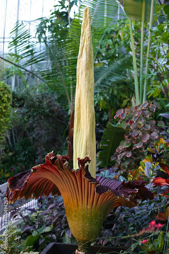 фотографія Amorphophallus titanum, titan arum, the corpse flower
