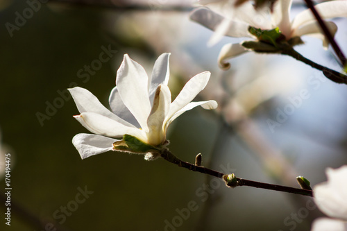 White flowers of magnolia kobus at blurred sky background
