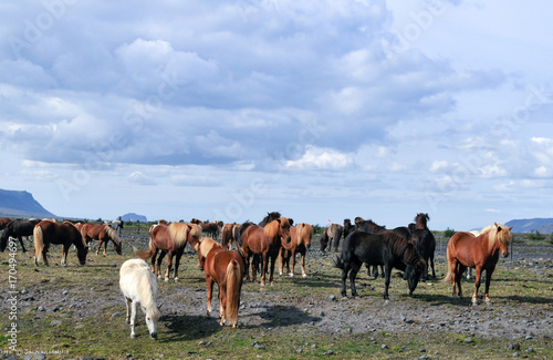 Icelandish horses © Jon