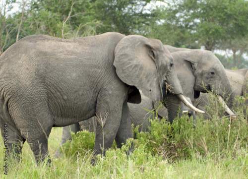 Elephants feefing in the bush photo