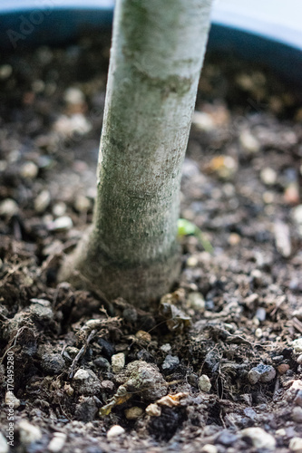 japanese maple tree trunk close up view