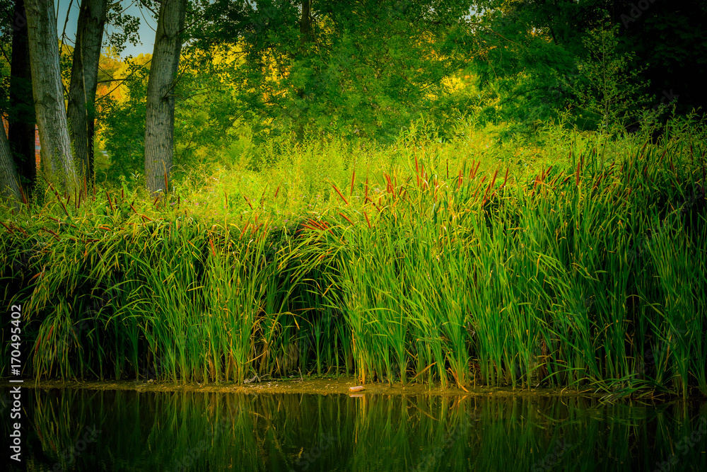 Obraz premium Forest colorful lake environment. Bog with high grass, reflection in the water.