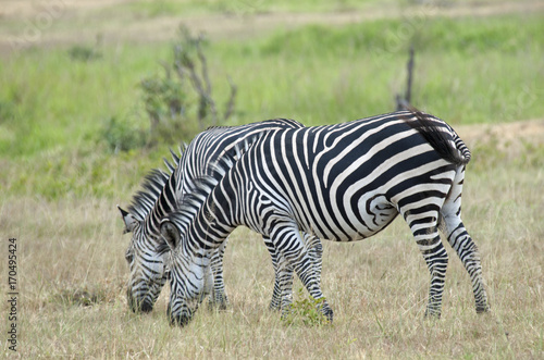 Zebras grazing