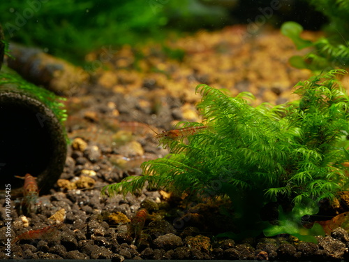 Schöne rote Tiger Garnelen - Caridina photo