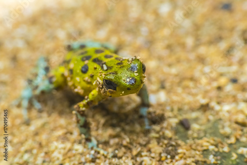 Small Frog Costa RIca
