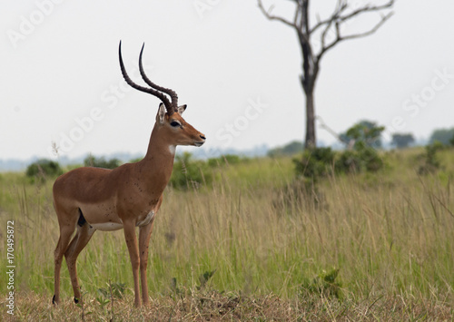 Fototapeta Naklejka Na Ścianę i Meble -  Impala on the savanna