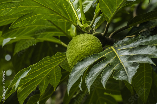 breadfruit tree