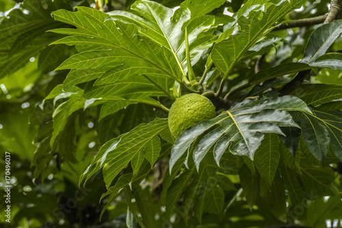 breadfruit tree