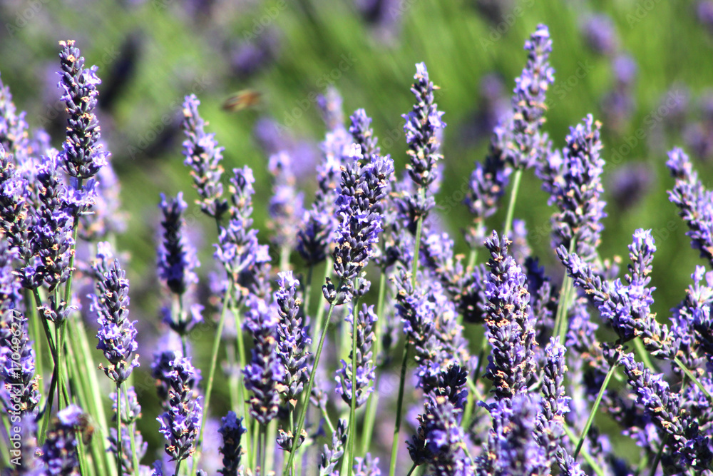 Naklejka premium Provenza fiori di lavanda a Valensole
