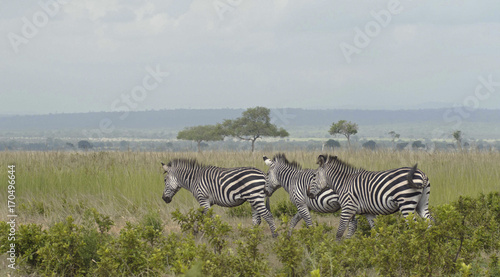Zebras on the savanna - Mikumi national park  Tanzania