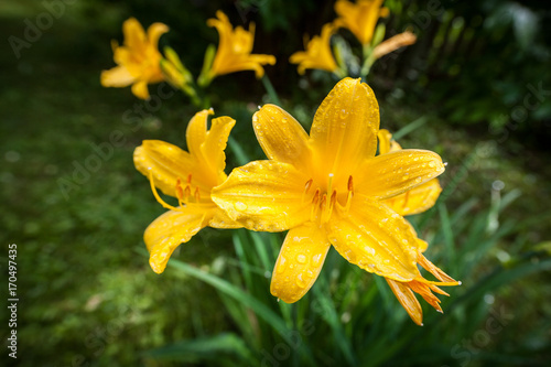 Fototapeta Naklejka Na Ścianę i Meble -  Yellow daylilies