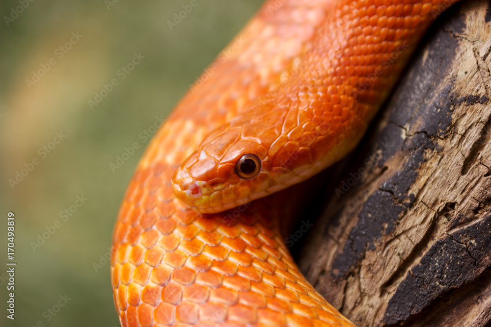 Orange corn snake crawling on a branch and looking forward on green blurred background Orange corn snake crawling on a branch and looking forward on green blurred background
