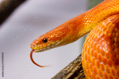 Orange corn snake crawling on a branch and sticking out it`s tongue