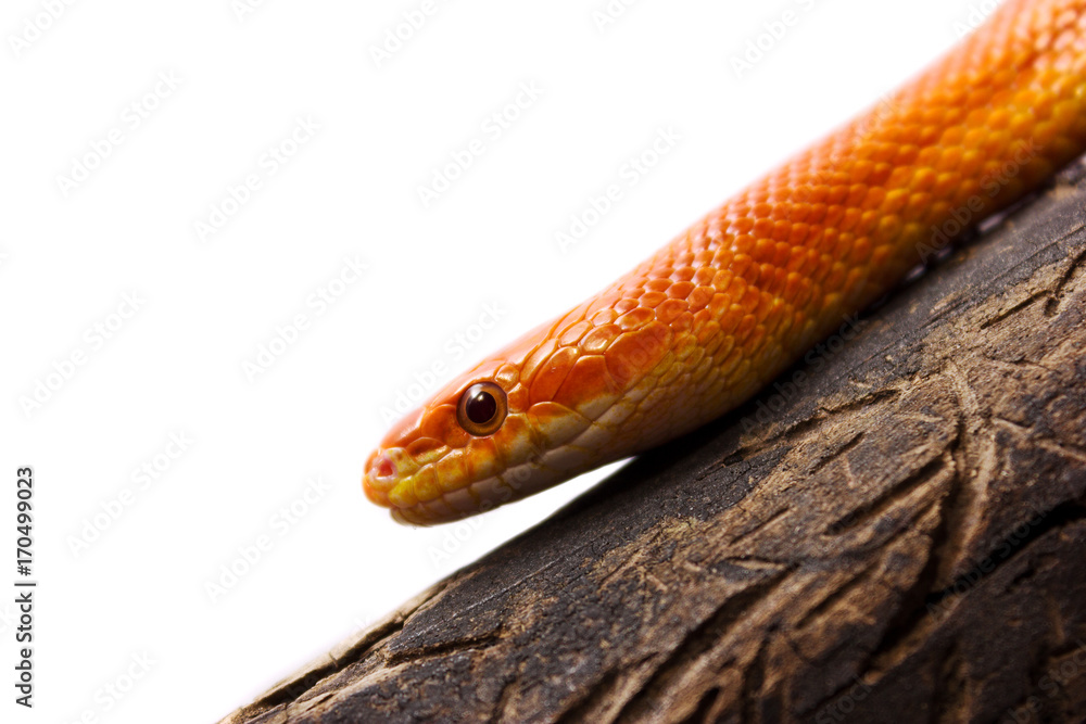 Orange corn snake crawling on a branch and looking forward on white background Orange corn snake crawling on a branch and looking forward on white background