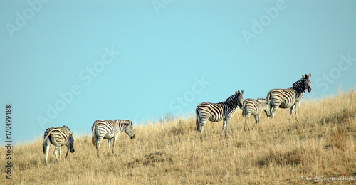 Fototapeta Naklejka Na Ścianę i Meble -  Zebras in Eastern Cape, Sout Africa