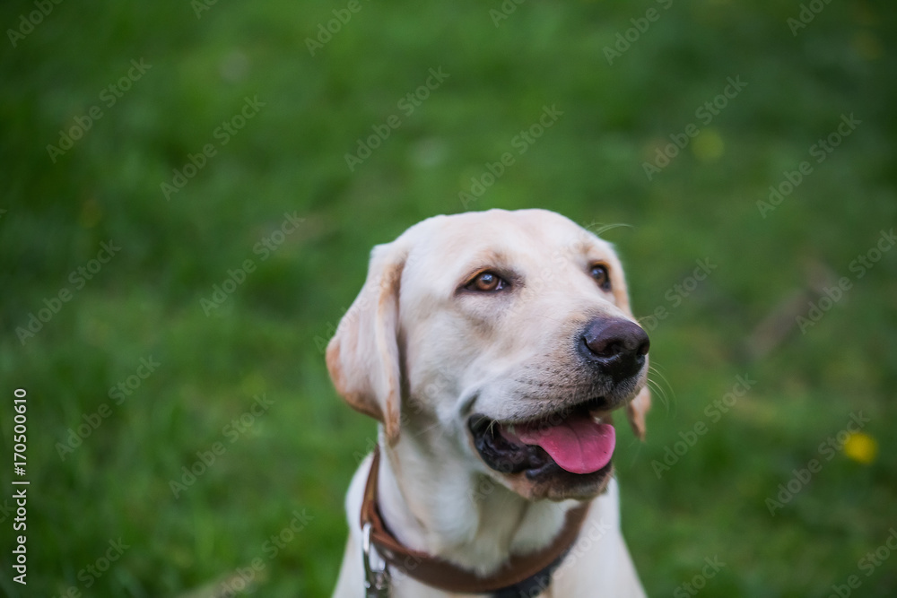 Smiling Labrador Retriever, also Labrador, labradorite for a walk closed his eyes.