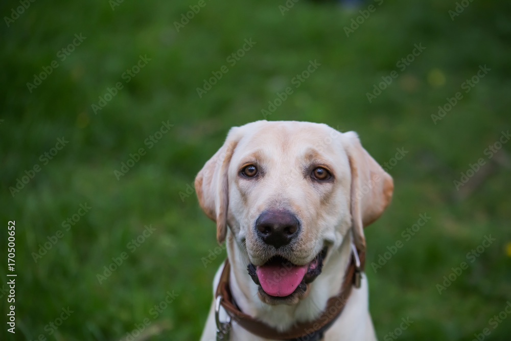 Smiling Labrador Retriever, also Labrador, labradorite for a walk closed his eyes.