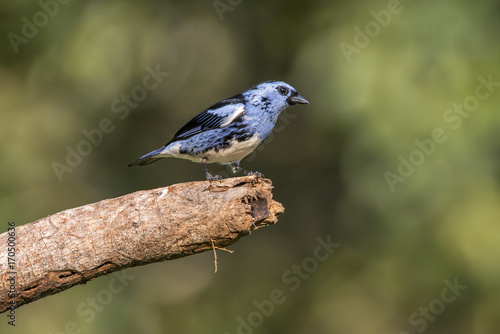 Cambada-de-chaves (Tangara brasiliensis) | White-bellied Tanager in forest area photographed in Linhares, Espírito Santo state - Brazil
