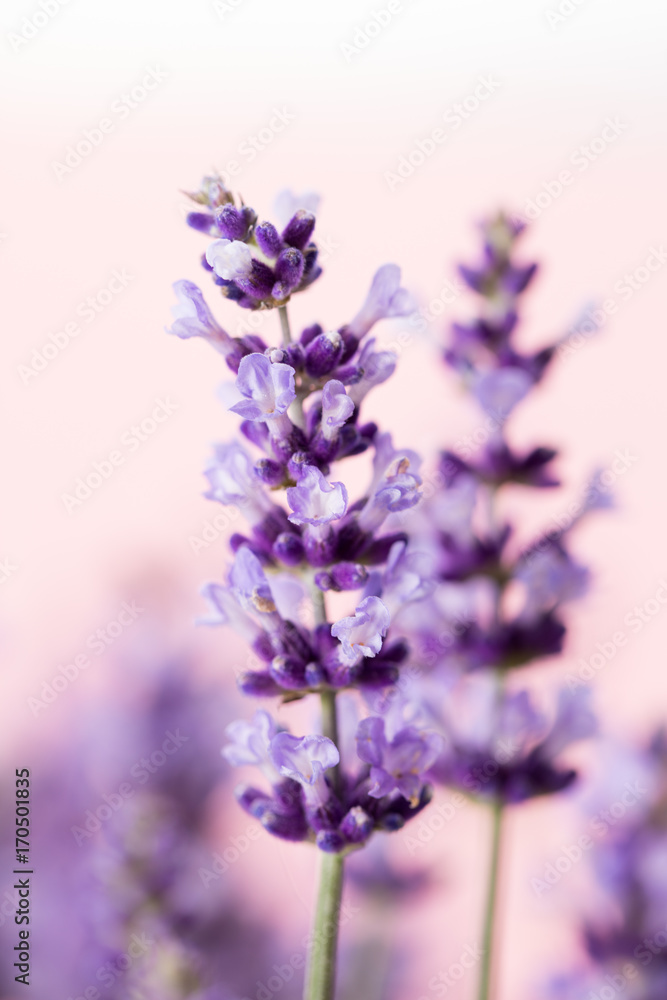 Obraz premium Lavender flowers.