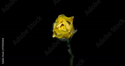 Blooming of yellow rose flower on black background, 4K timelapse video