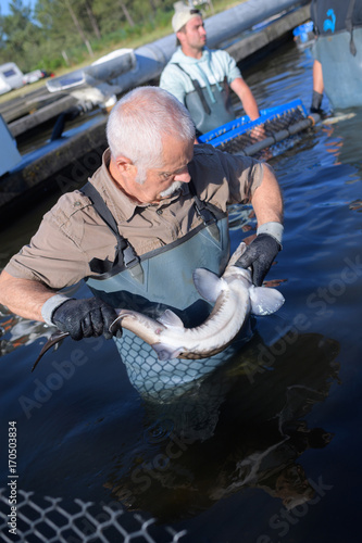 senior man caught a beautiful sturgeon photo