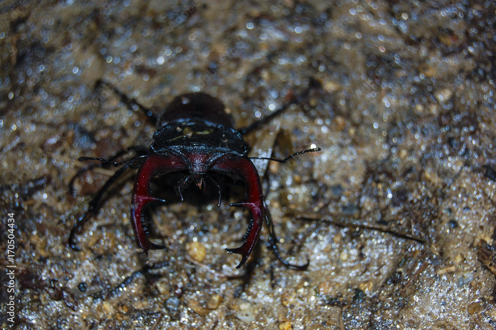 Ground-beetle