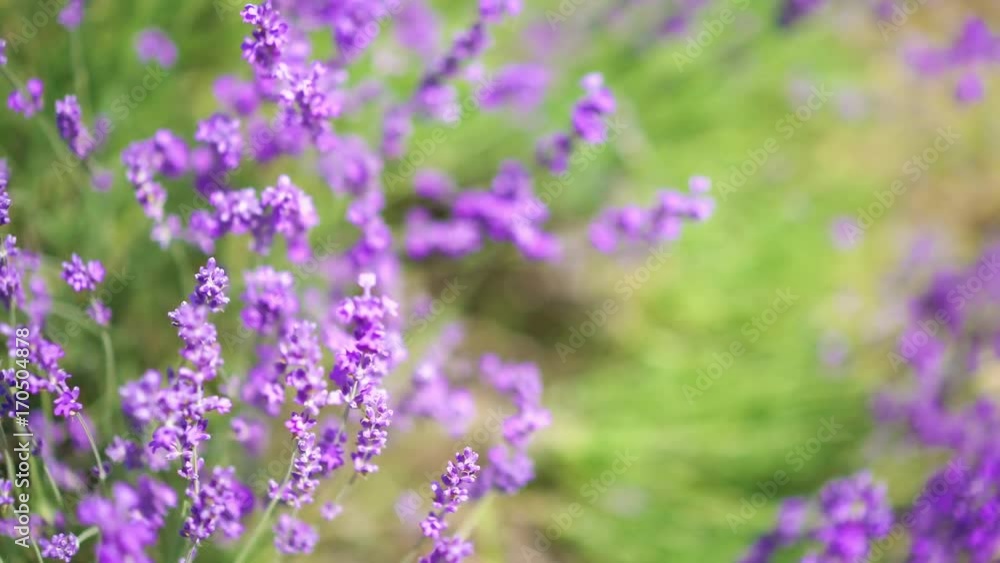 Extreme close up of lavender flowers with soft focus shot from above. Lavender field in Crimea. Lavandula flowers swaying in the wind. Sunny summer afternoon. 4k UHD Extreme close up of lavender flowers with soft focus shot from above. Lavender field in Crimea. Lavandula flowers swaying in the wind. Sunny summer afternoon. 4k UHD