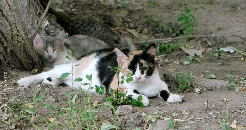 Three feral cats resting on the ground Three feral cats resting on the ground