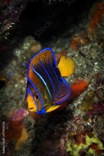 Juvenile King Angelfish