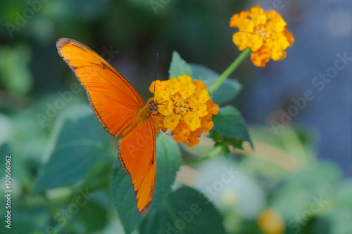 Julia butterfly on flower © Arnold