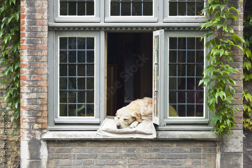 Dog In Window