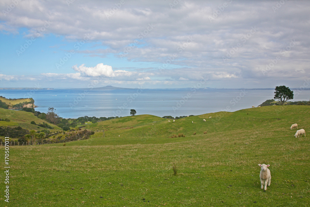 Springtime lamb with Rangitoto Island in the background