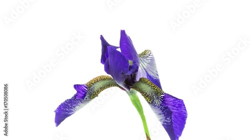 Timelapse of a dark blue iris flower blooming on white background