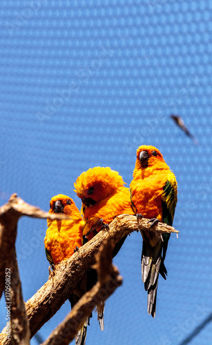 sun conure parakeet Aratinga solstitialis photo