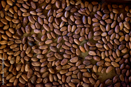 roasted cocao beans for making chocolate photo