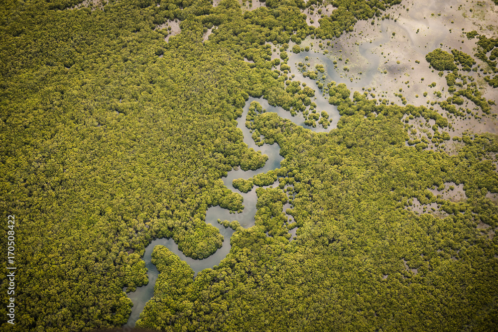 Creek and mangroves from the air Creek and mangroves from the air