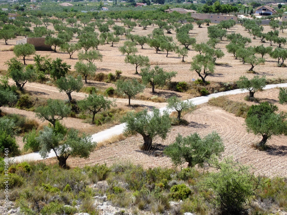 Mediterranean olive grove