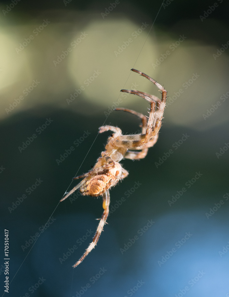 Naklejka premium Diagonal Spider