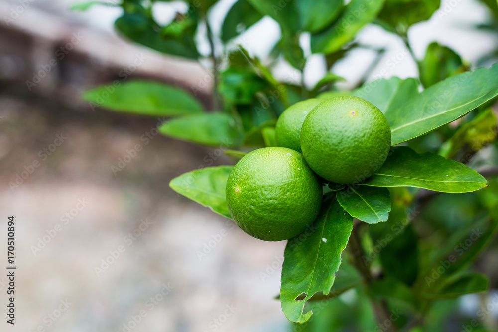 Green lime tree sour (Lemon) in the garden. Thailand.