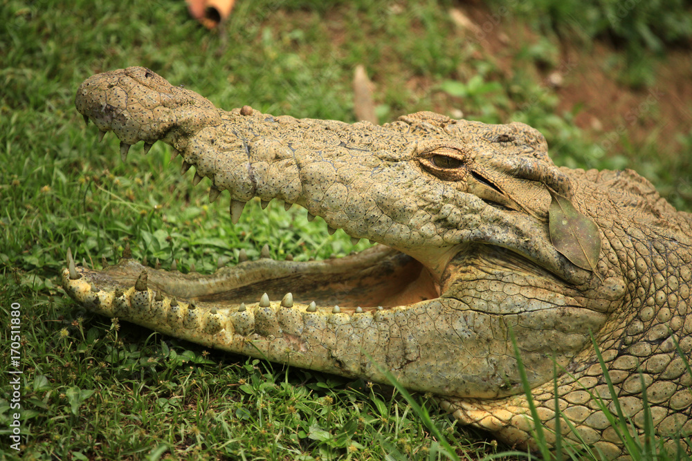 Fototapeta premium Crocodille - African Wildlife