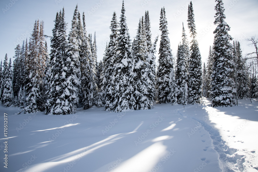 Obraz premium Snowy pine trees