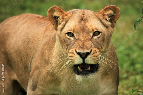Lion - African Wildlife