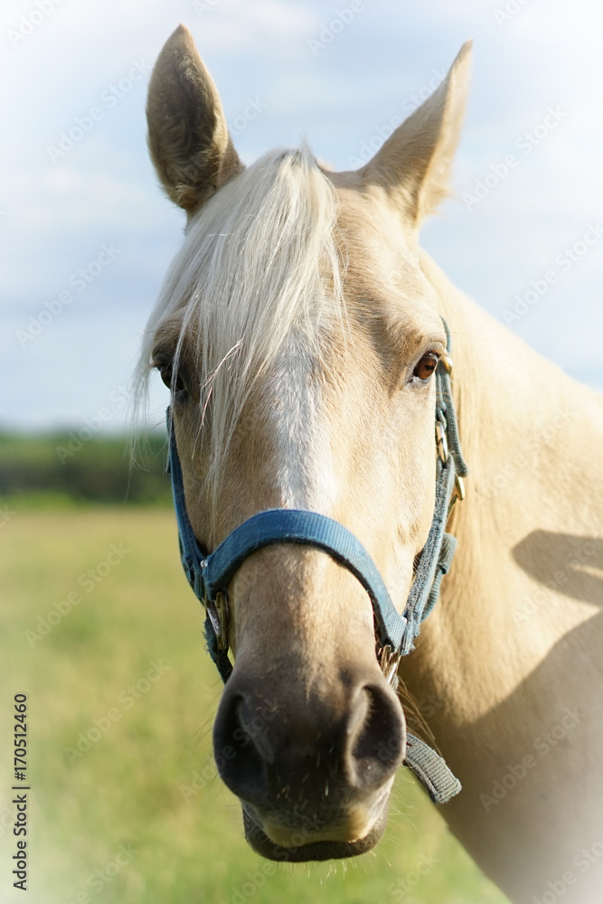 Fototapeta premium Palomino Brody
