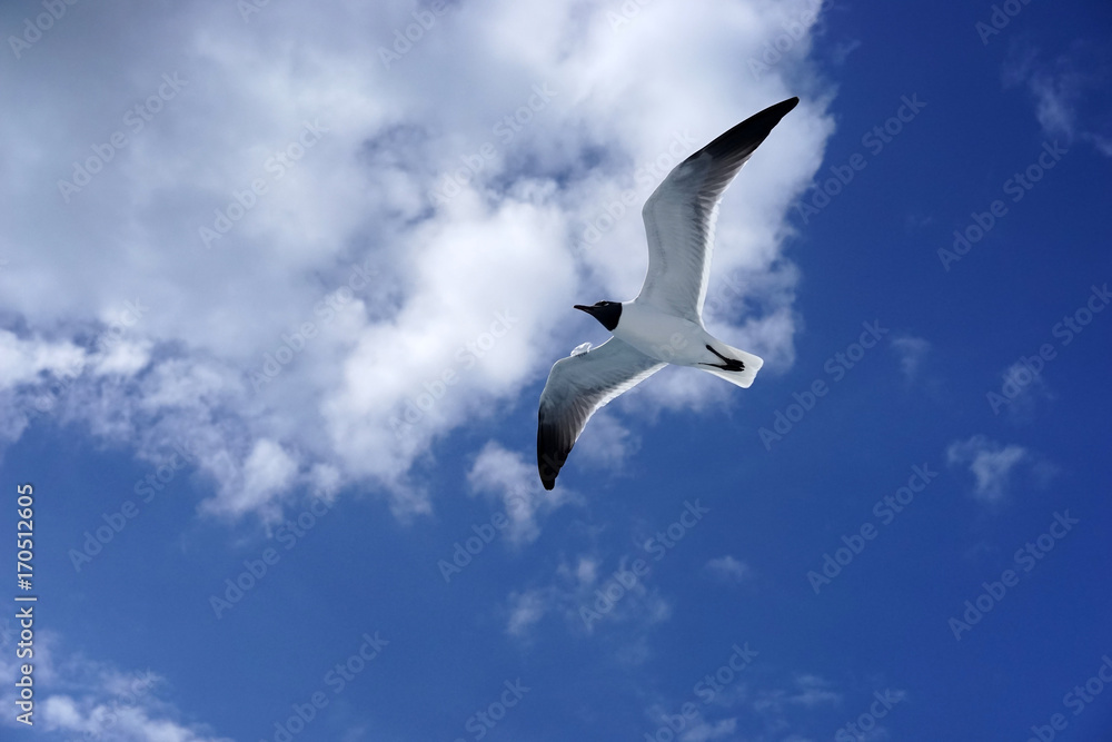 Bahamas sea gull Bahamas sea gull