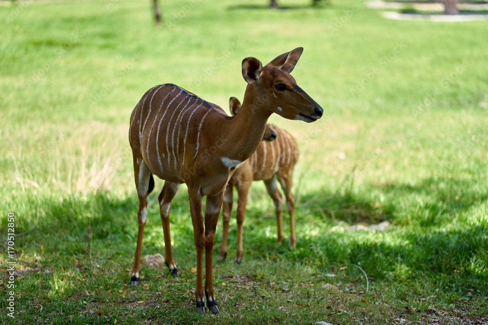 Fototapeta premium female blackbuck in field;